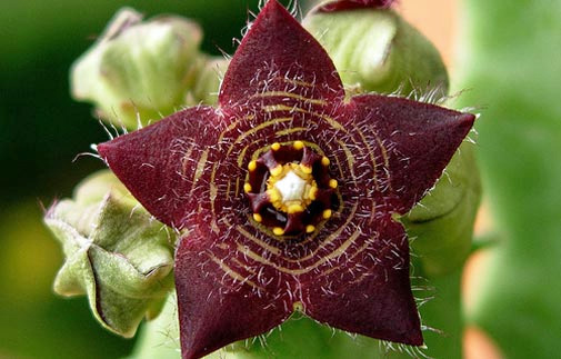 Caralluma: Weight Loss Supplement