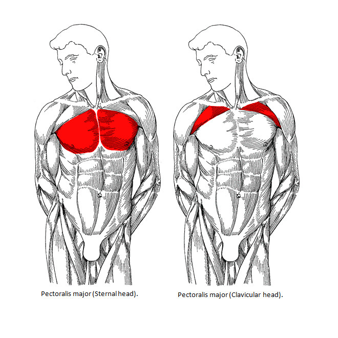 Building your chest - Pectoral Muscles