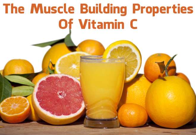 The Muscle Building Properties Of Vitamin C