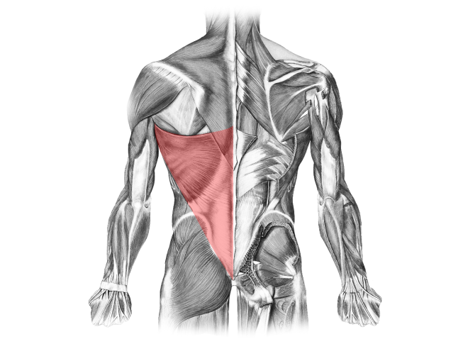 Tips on how to train and exercise lats or back muscles.