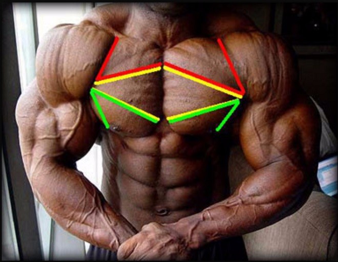 How to build and form your upper chest muscles